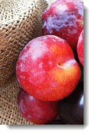 Plum Recipes